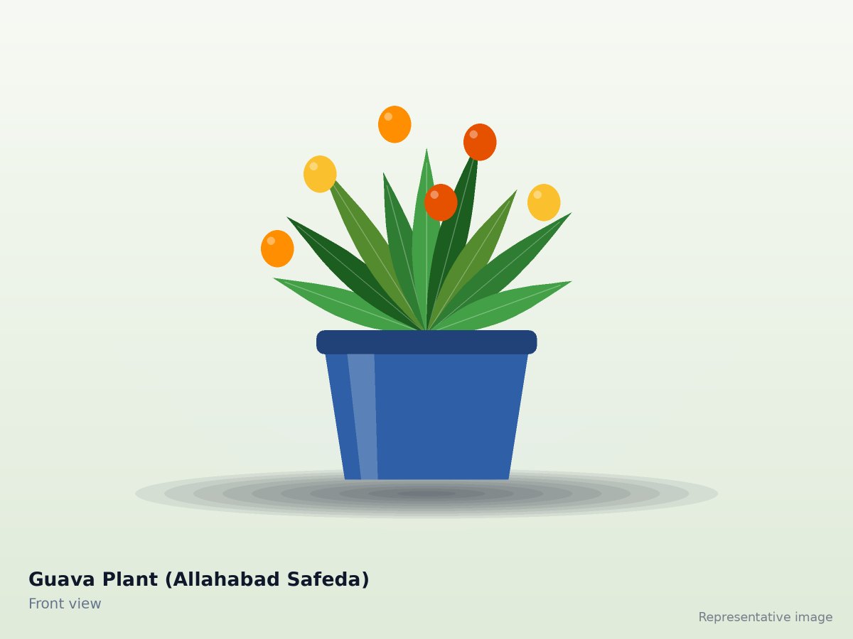 Guava Plant (Allahabad Safeda) – front view (representative image)