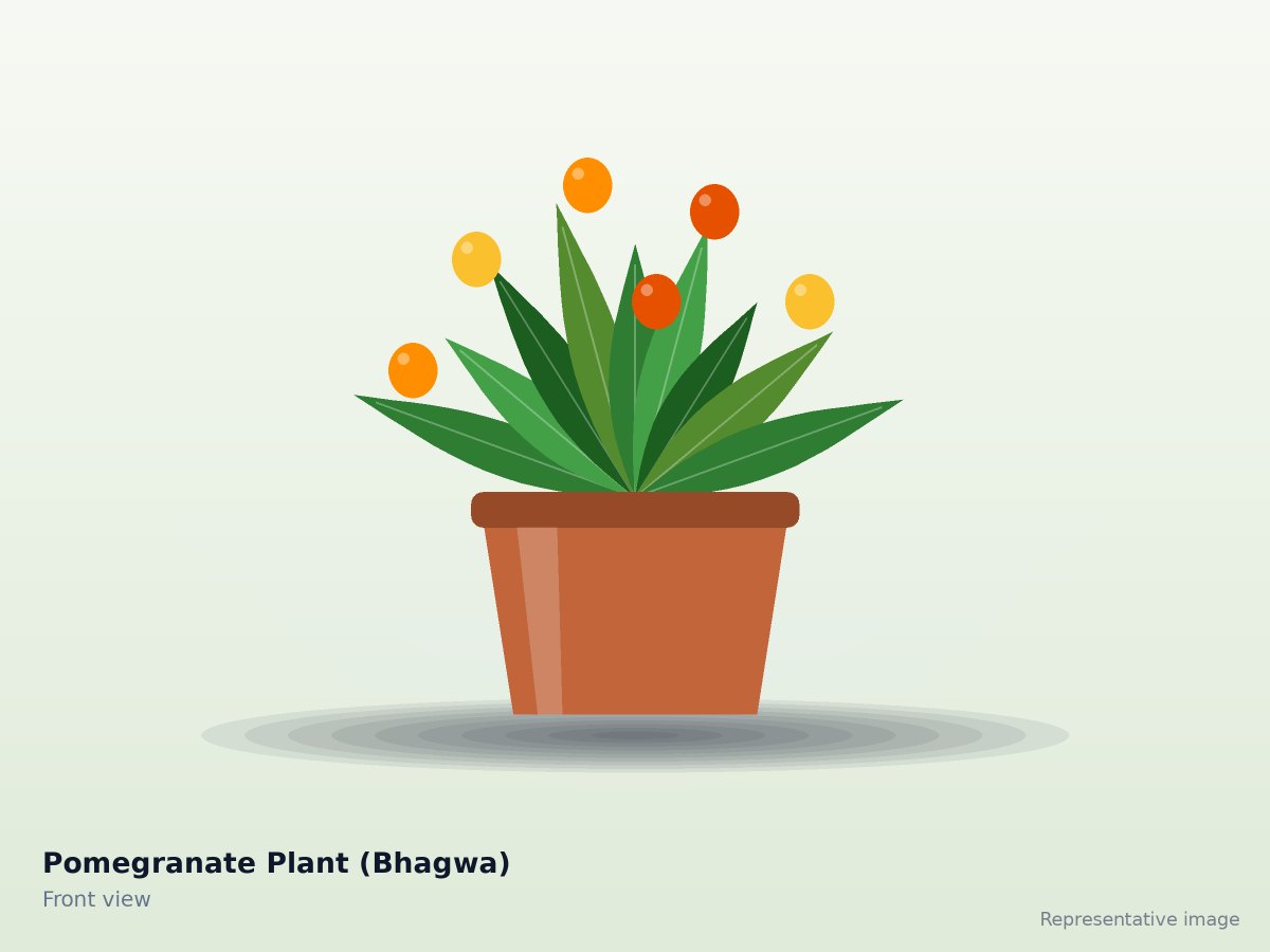 Pomegranate Plant (Bhagwa) – front view (representative image)