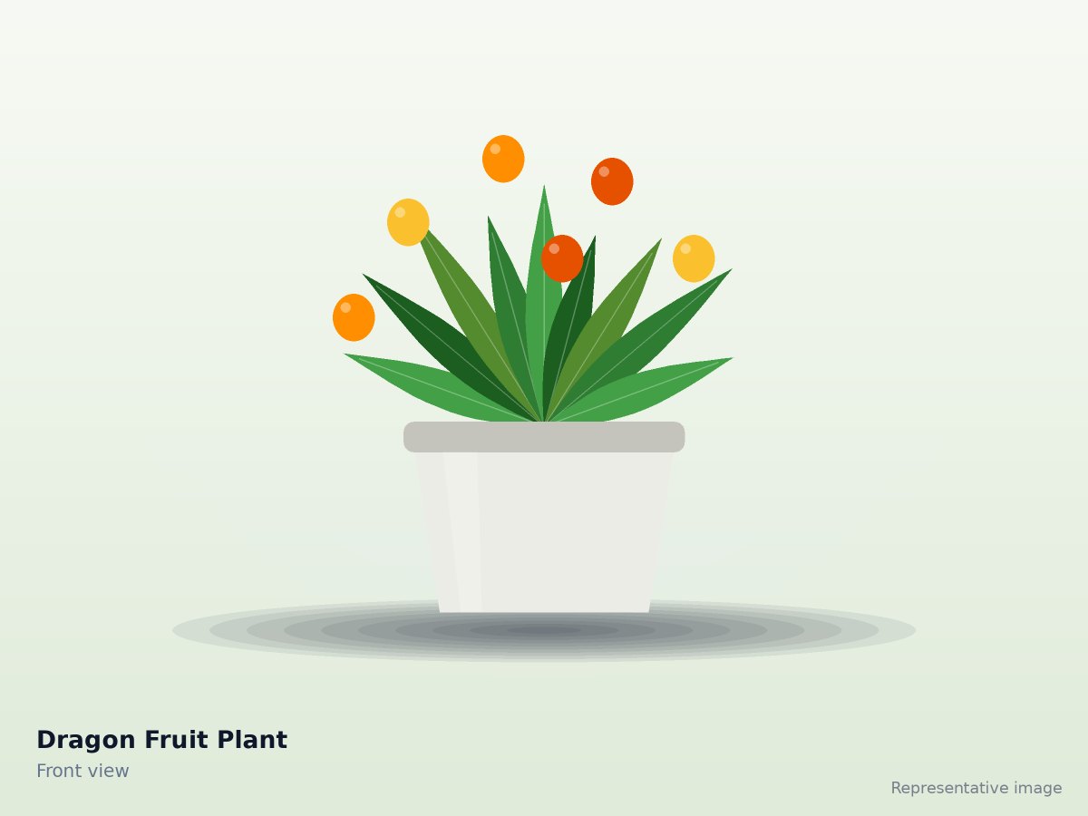Dragon Fruit Plant
