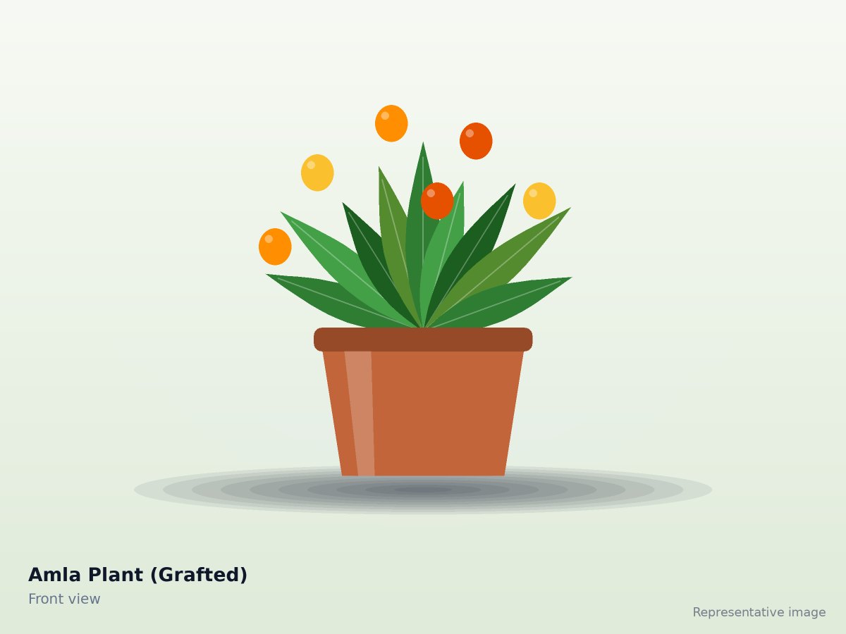 Amla Plant (Grafted)