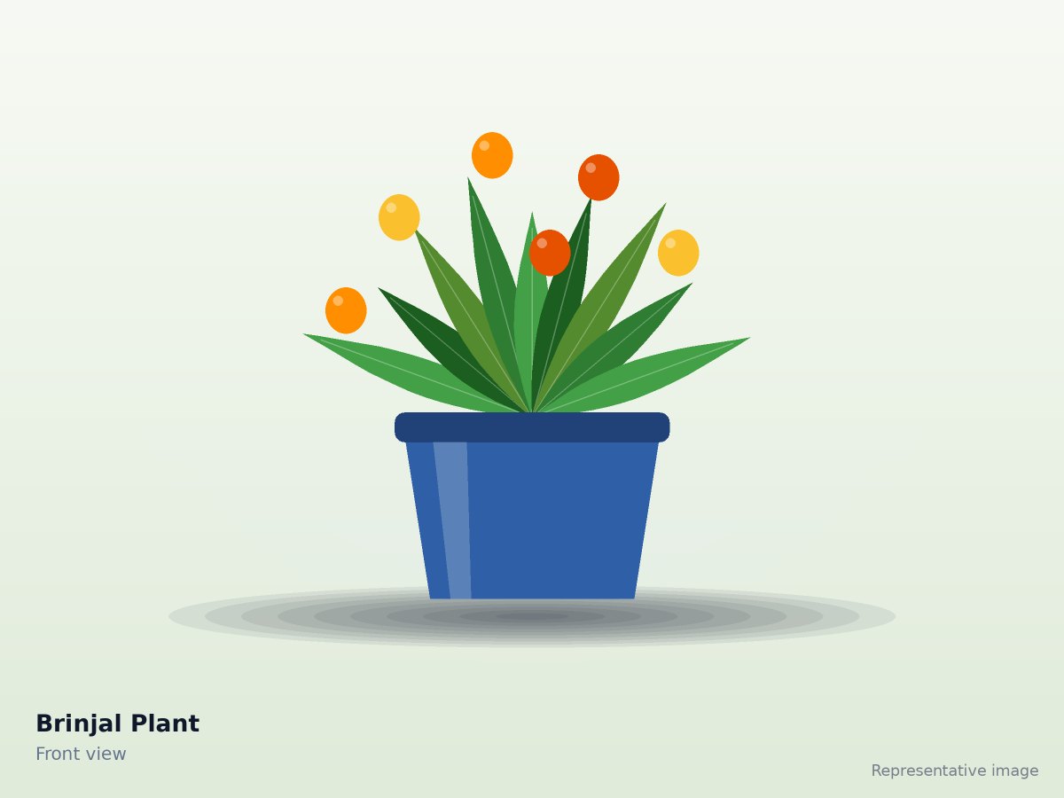 Brinjal Plant