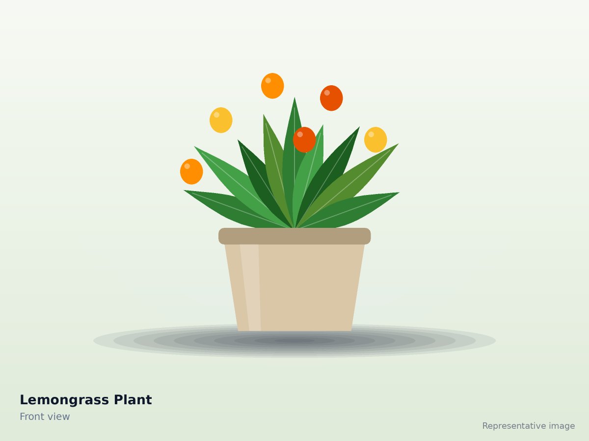 Lemongrass Plant – front view (representative image)