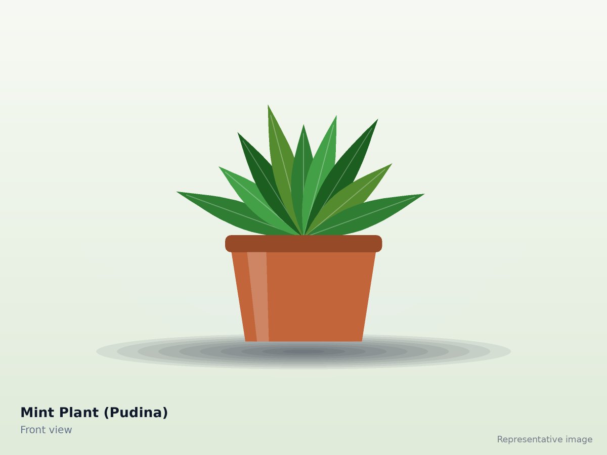 Mint Plant (Pudina)
