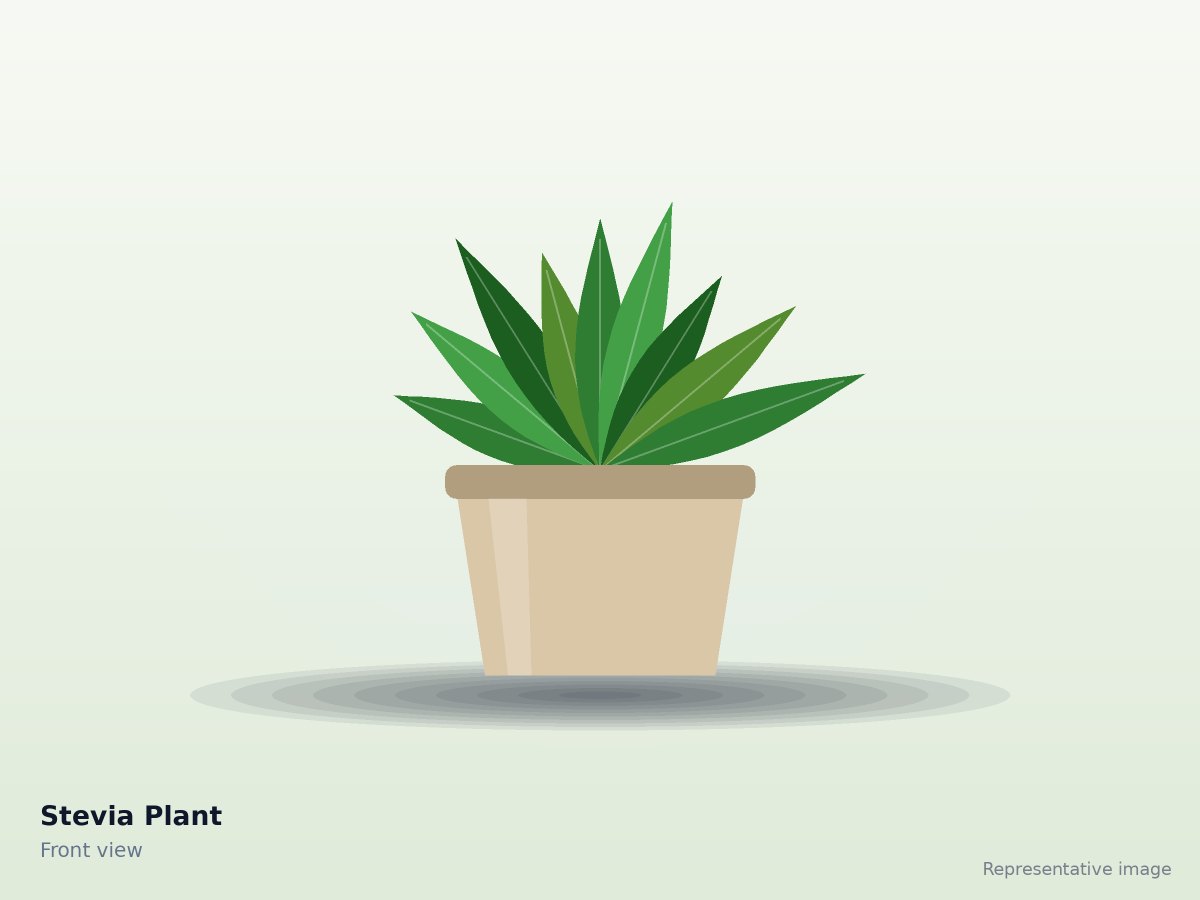 Stevia Plant