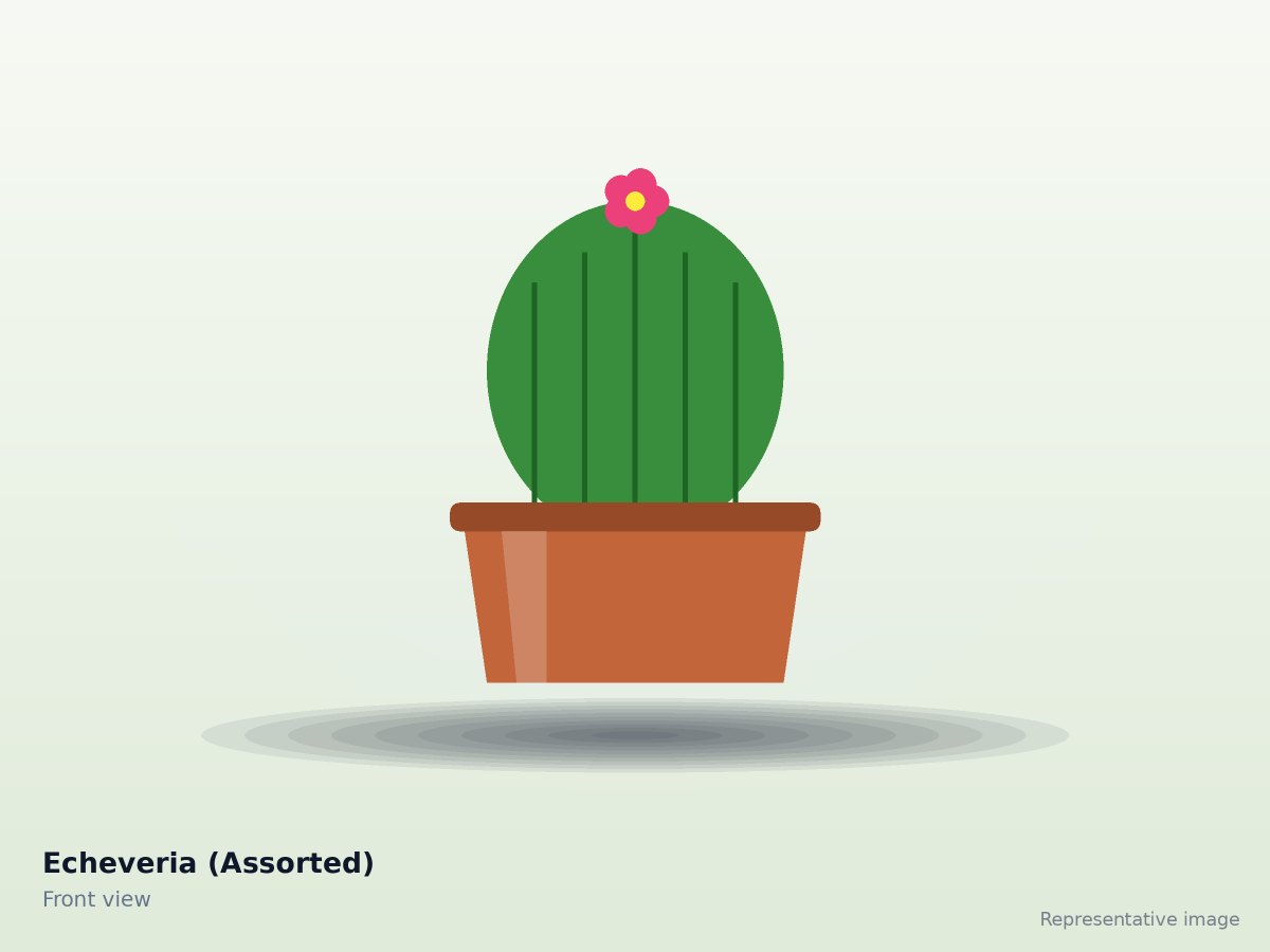Echeveria (Assorted) – front view (representative image)