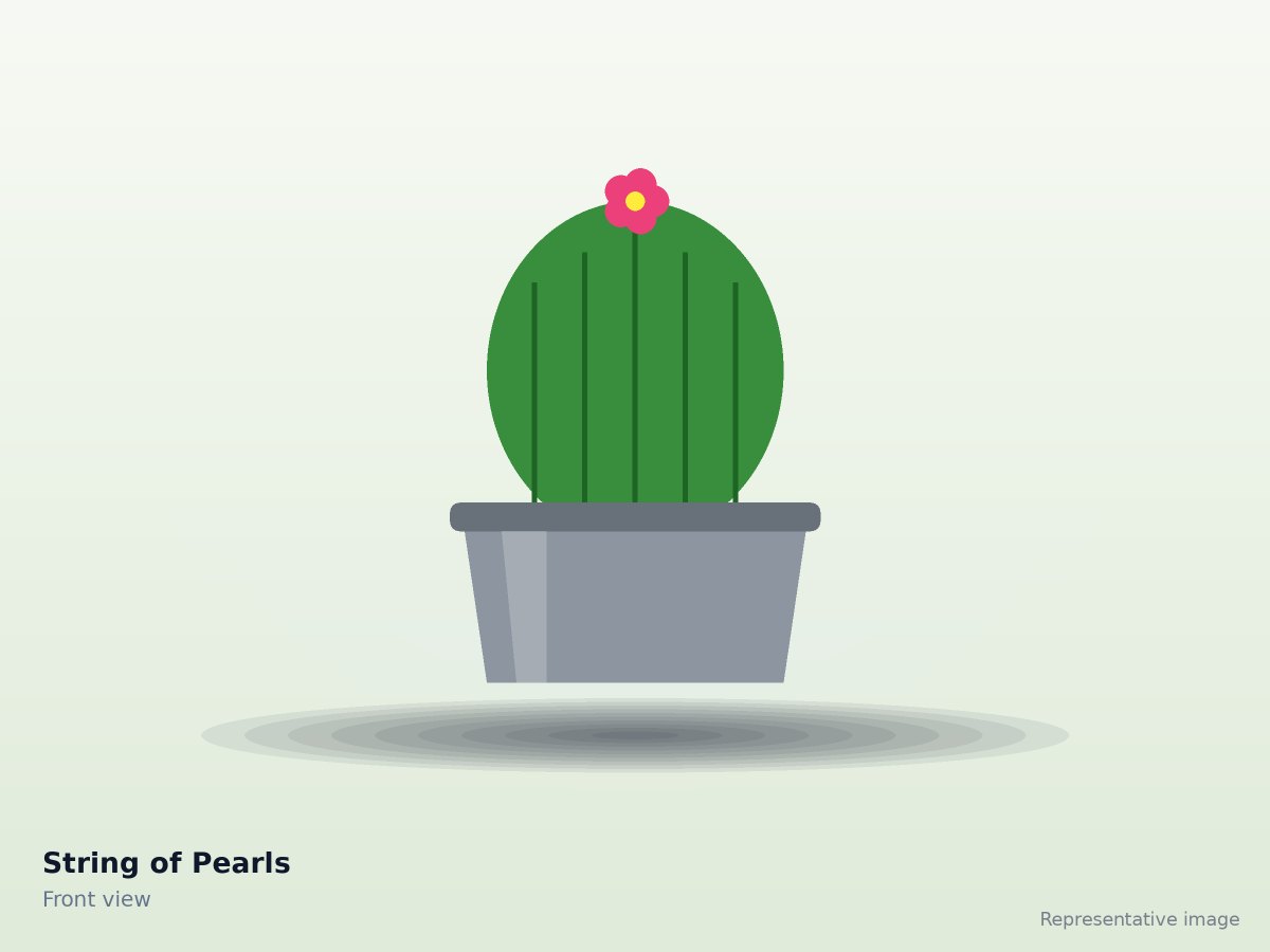 String of Pearls