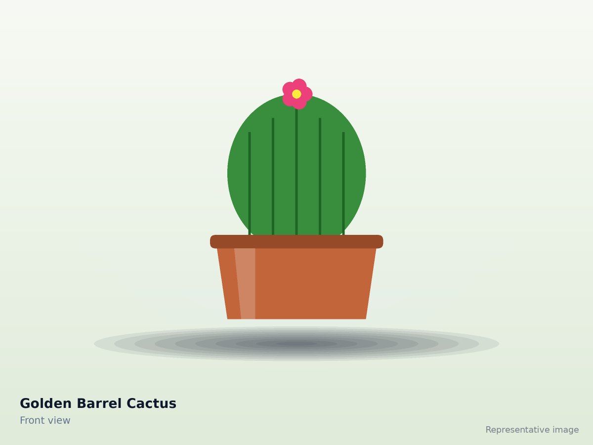 Golden Barrel Cactus