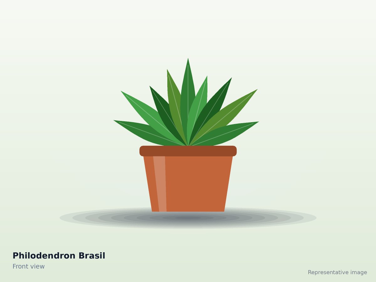 Philodendron Brasil – front view (representative image)