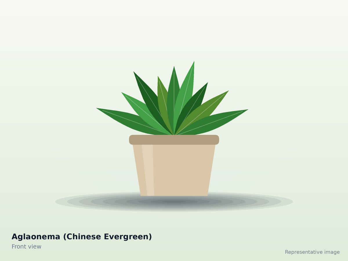 Aglaonema (Chinese Evergreen) – front view (representative image)