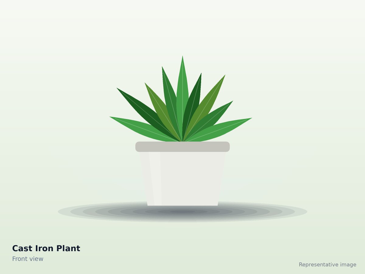 Cast Iron Plant