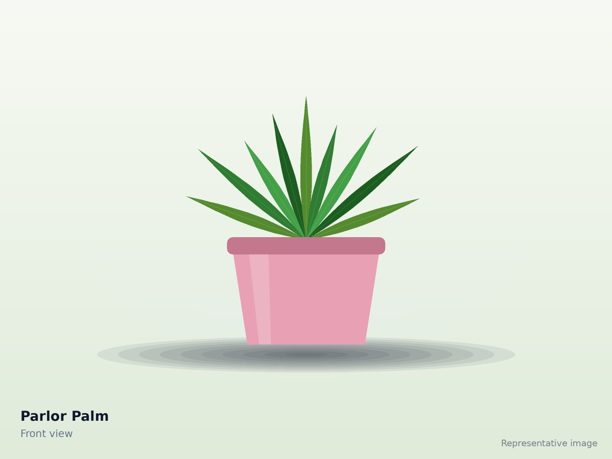 Parlor Palm – front view (representative image)