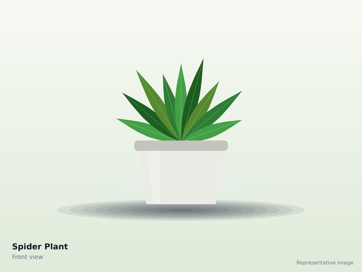 Spider Plant – front view (representative image)