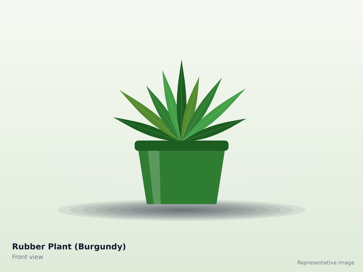 Rubber Plant (Burgundy) – front view (representative image)