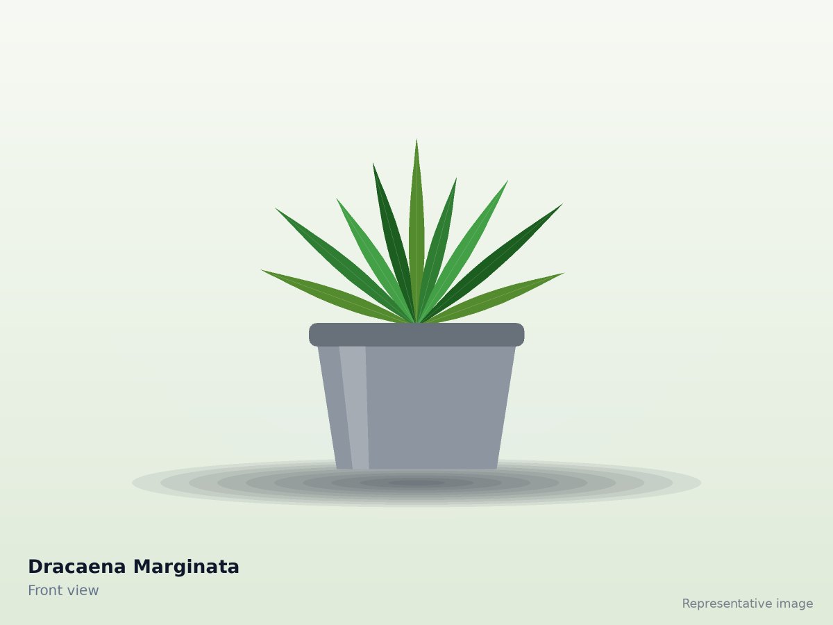 Dracaena Marginata – front view (representative image)