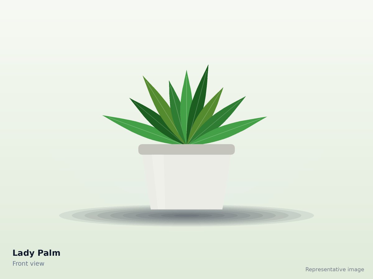 Lady Palm