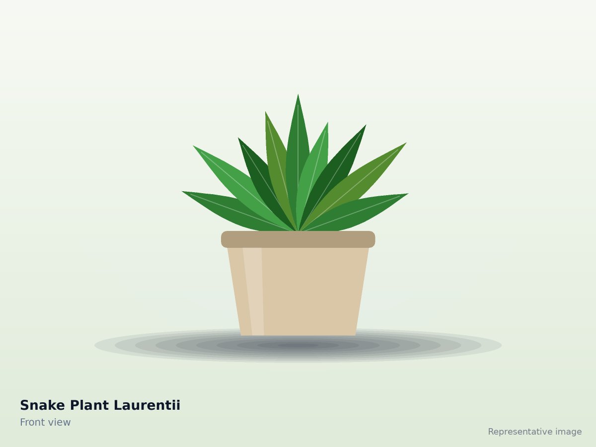 Snake Plant Laurentii