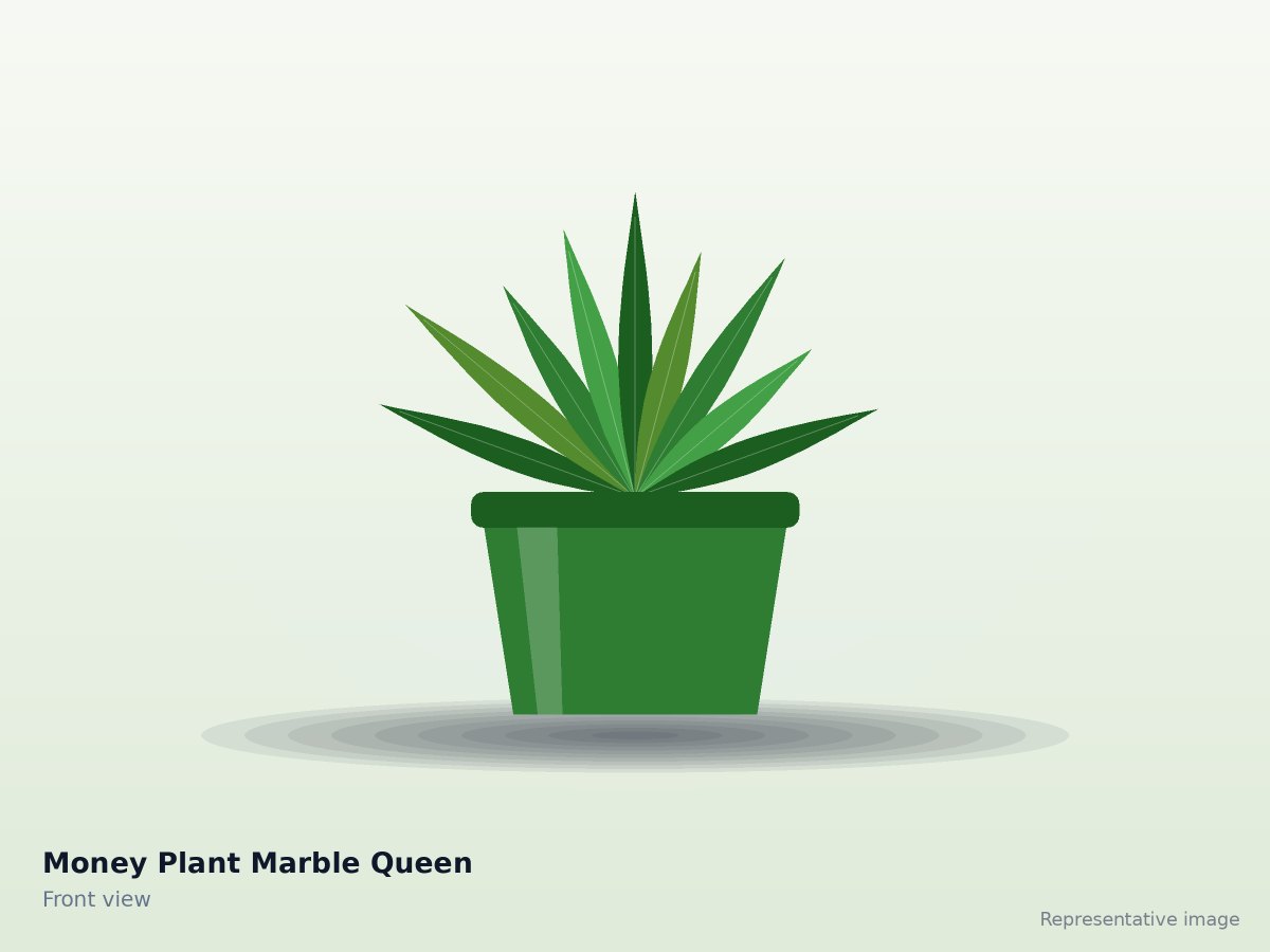 Money Plant Marble Queen