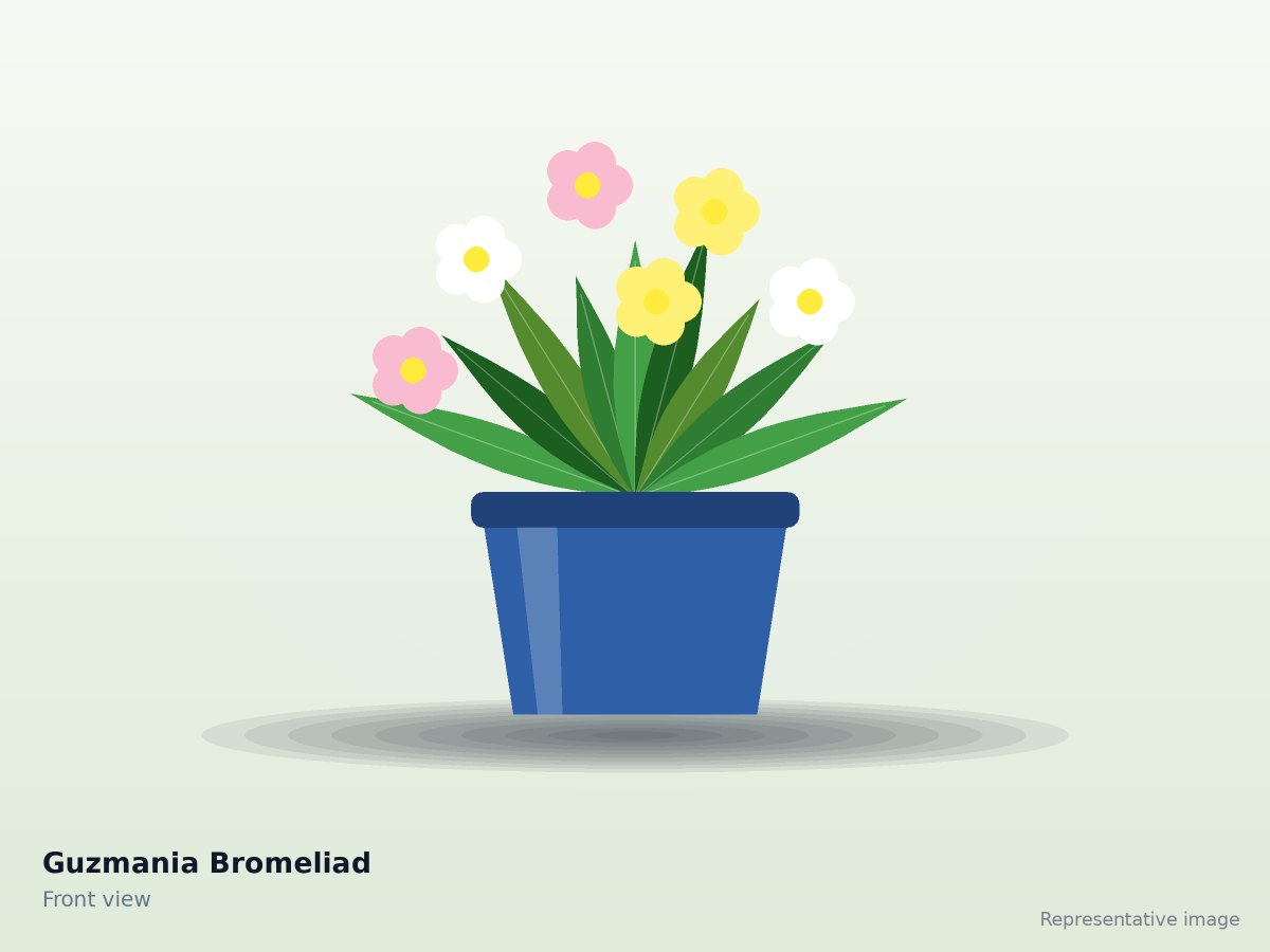Guzmania Bromeliad – front view (representative image)