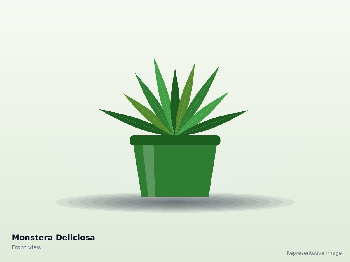 Monstera Deliciosa