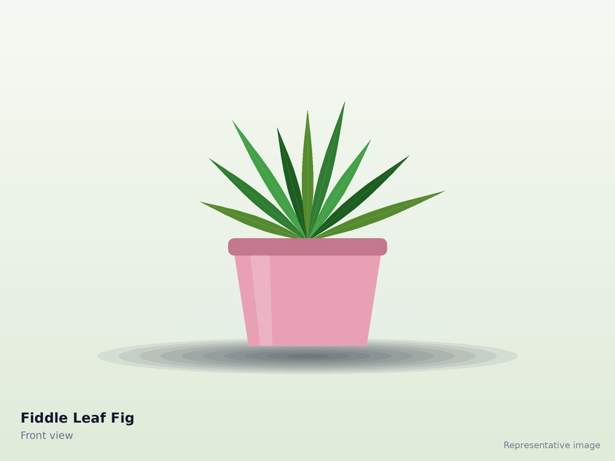 Fiddle Leaf Fig – front view (representative image)
