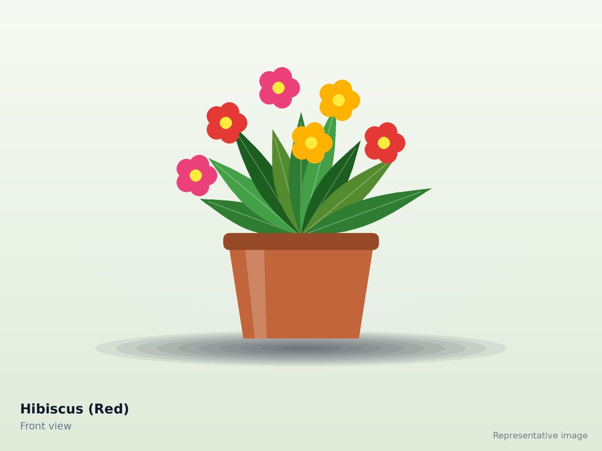 Hibiscus (Red)