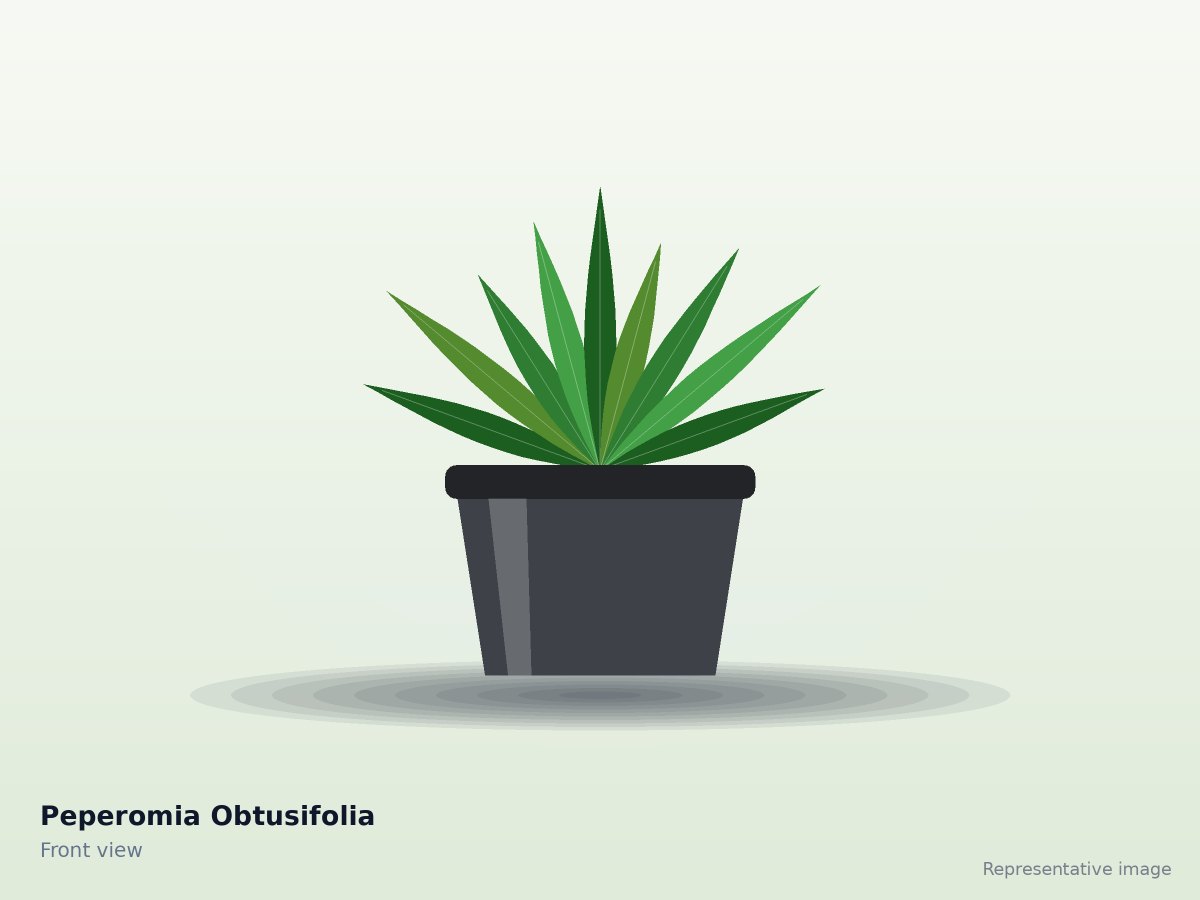 Peperomia Obtusifolia – front view (representative image)