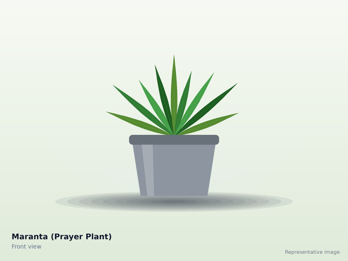 Maranta (Prayer Plant)