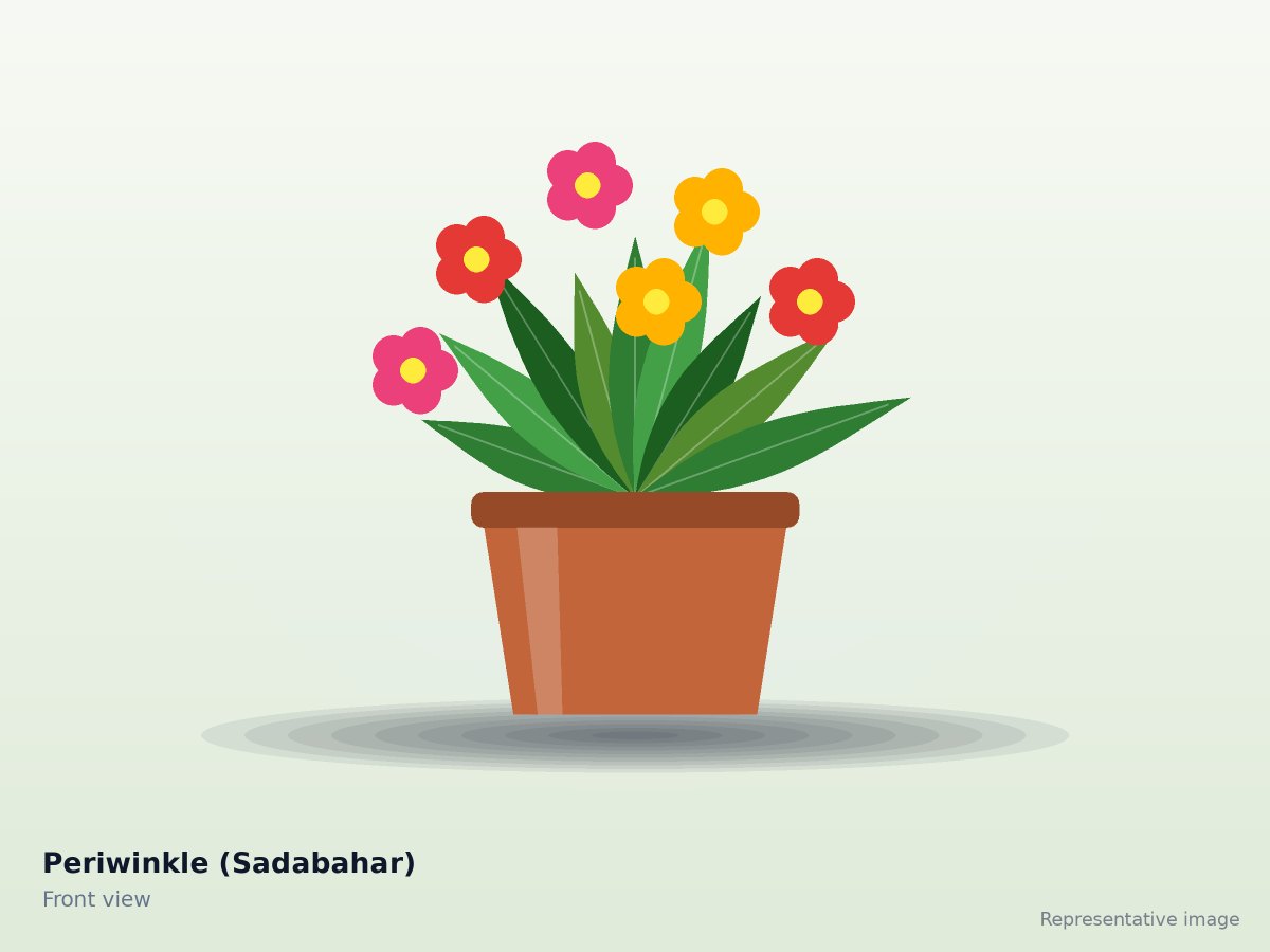 Periwinkle (Sadabahar)