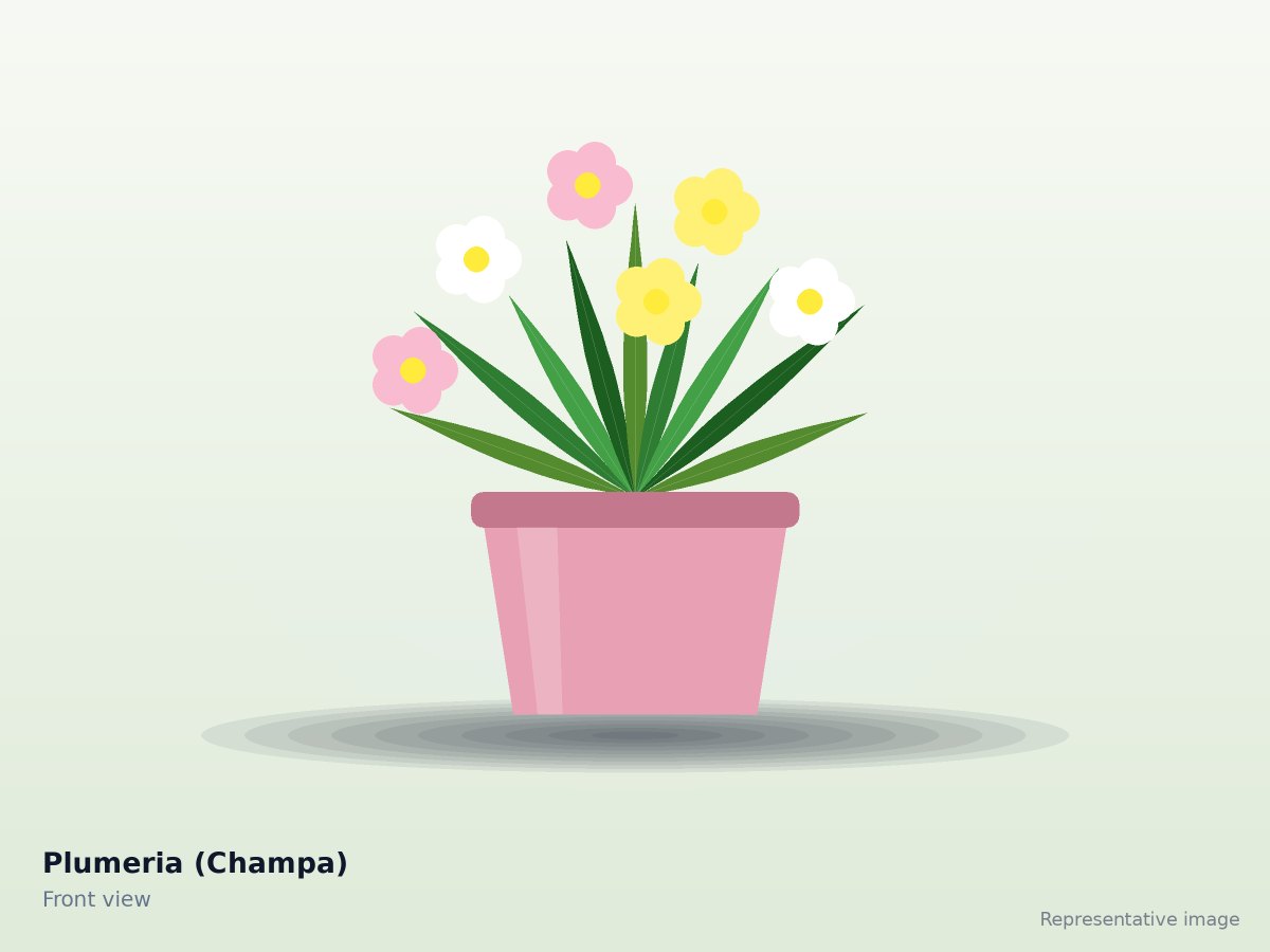 Plumeria (Champa)