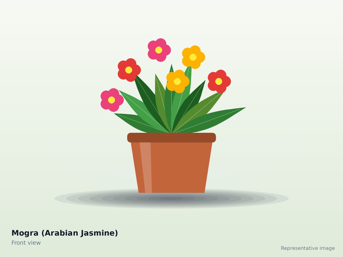 Mogra (Arabian Jasmine)