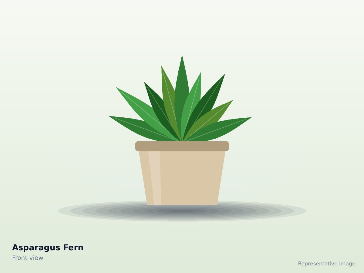 Asparagus Fern
