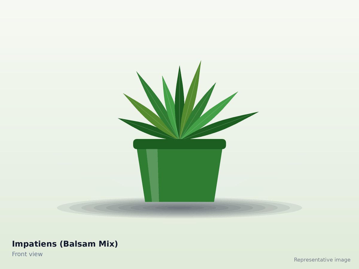 Impatiens (Balsam Mix)