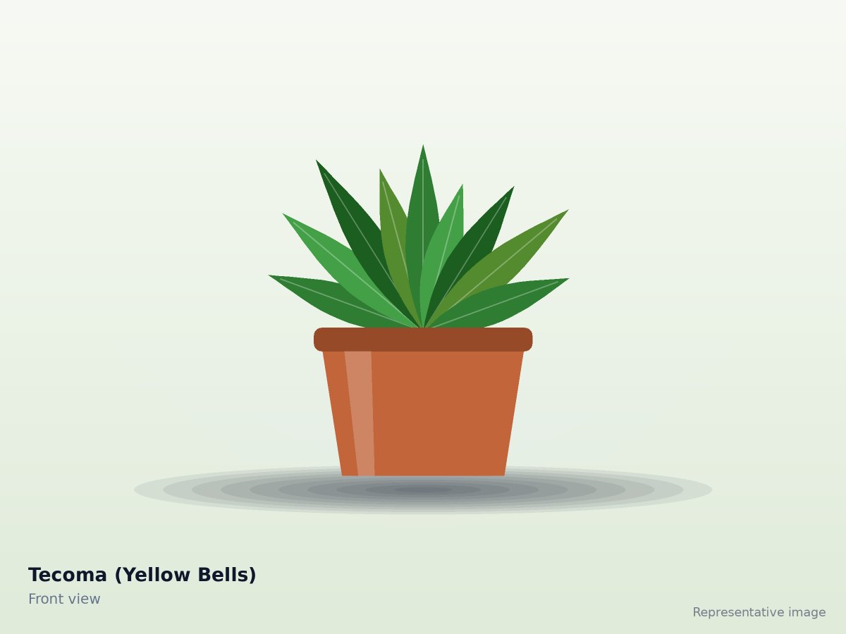 Tecoma (Yellow Bells) – front view (representative image)