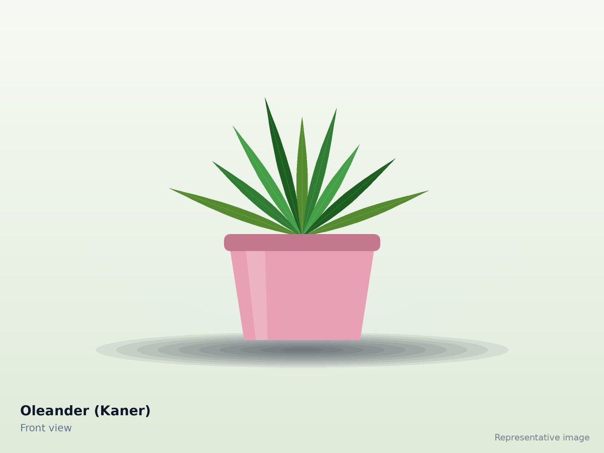 Oleander (Kaner) – front view (representative image)