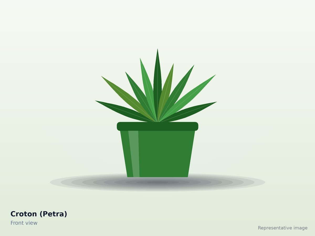 Croton (Petra)