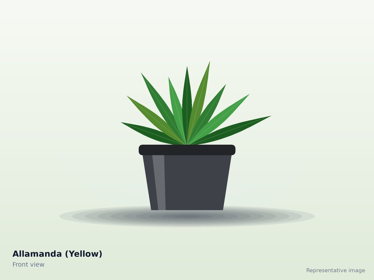 Allamanda (Yellow)