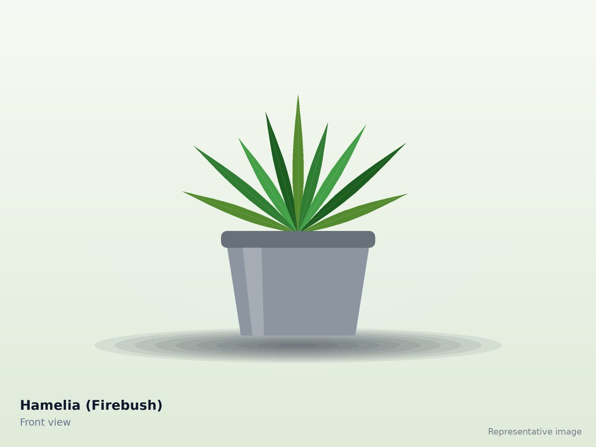 Hamelia (Firebush)