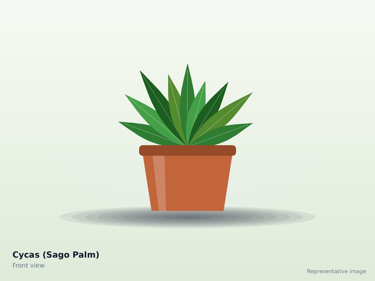 Cycas (Sago Palm)