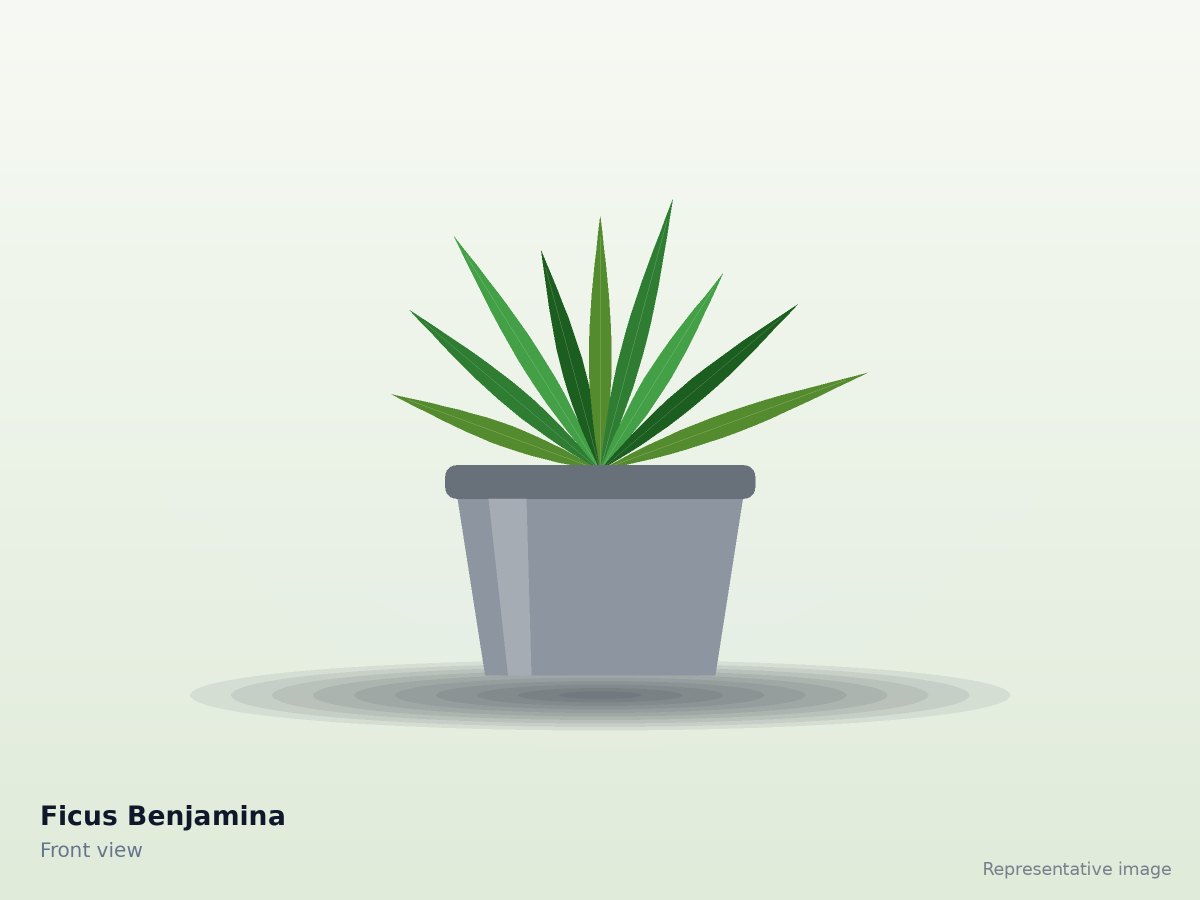 Ficus Benjamina – front view (representative image)