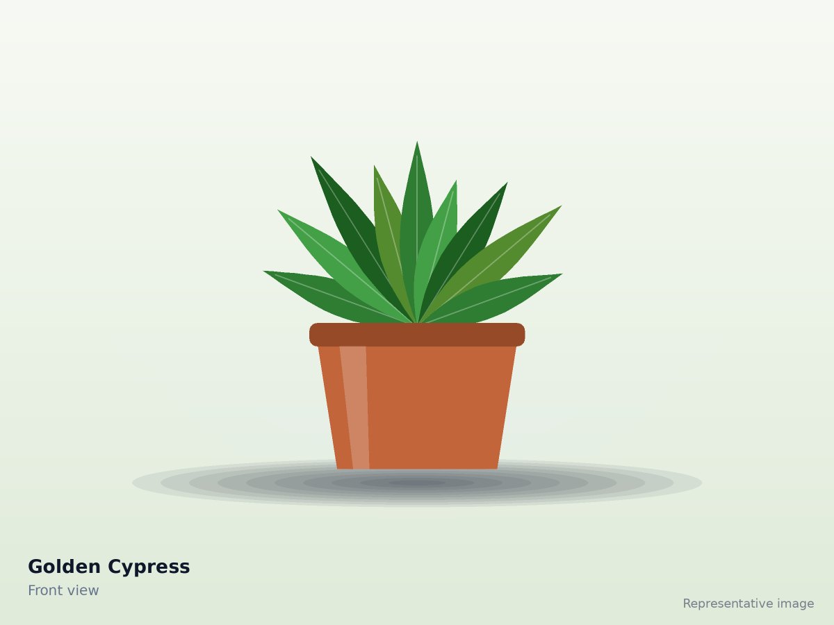 Golden Cypress