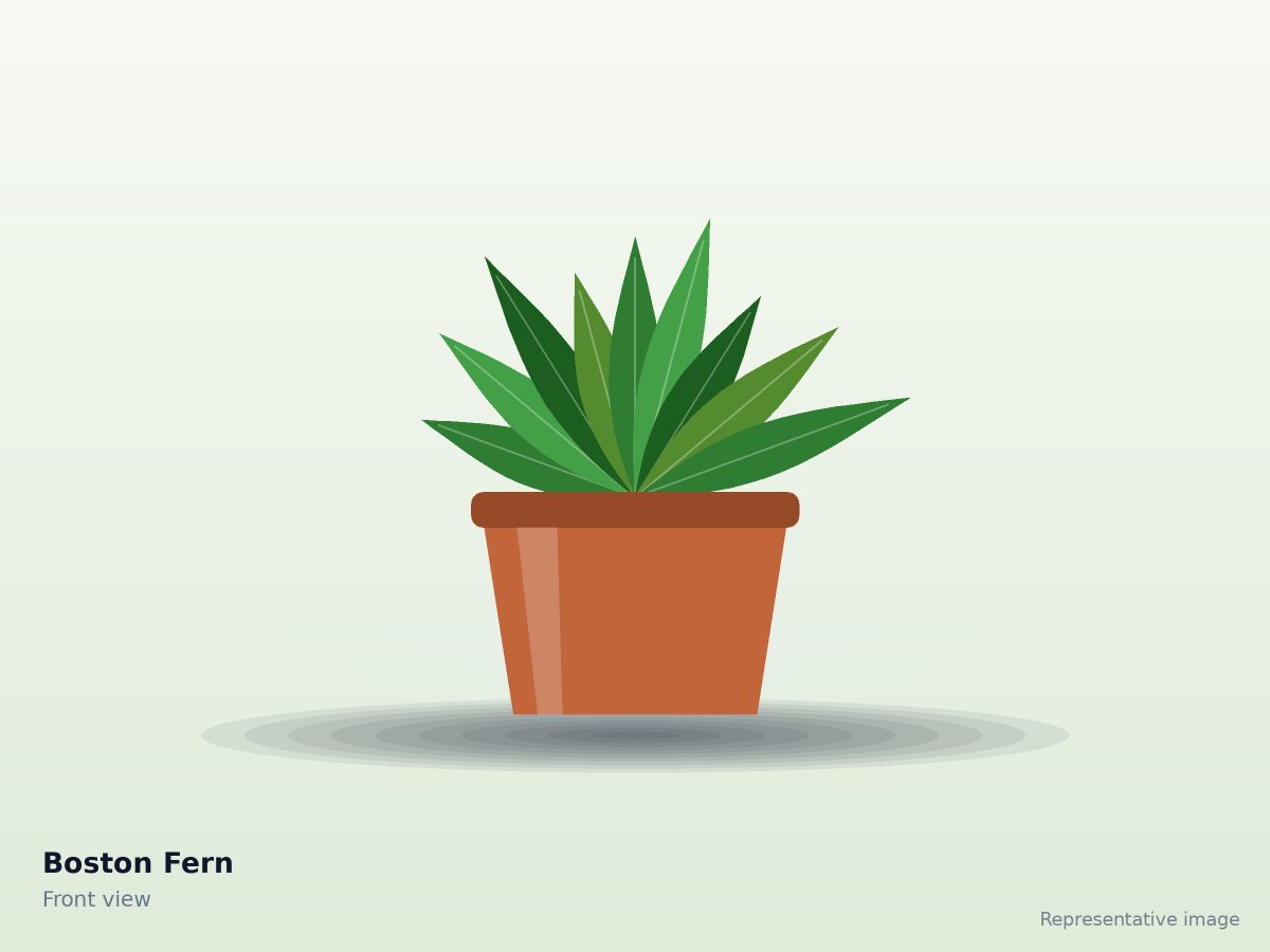 Boston Fern