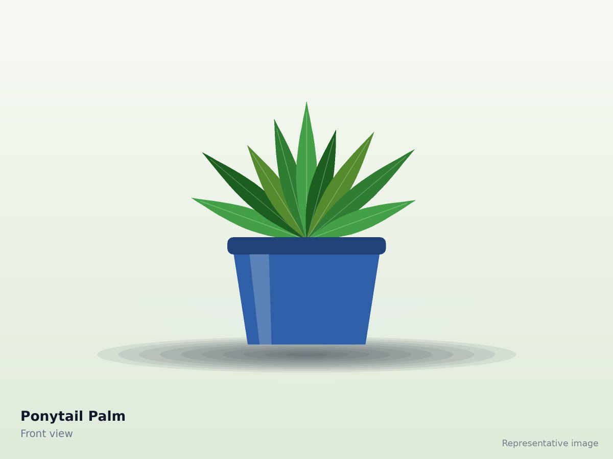 Ponytail Palm