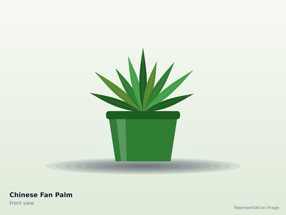 Chinese Fan Palm