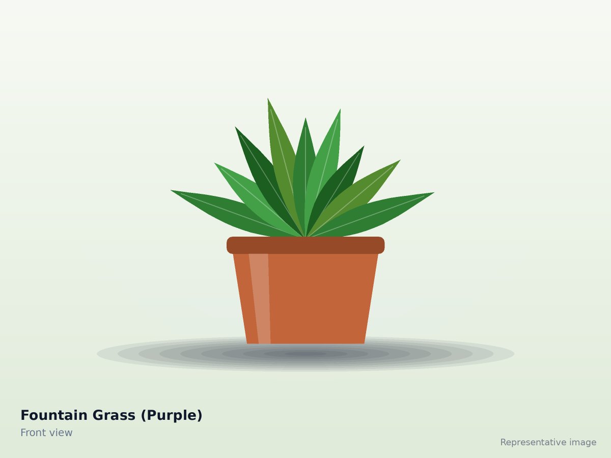 Fountain Grass (Purple)