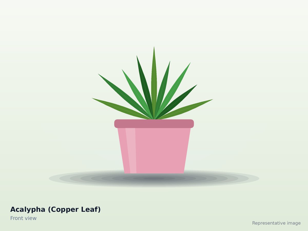 Acalypha (Copper Leaf)