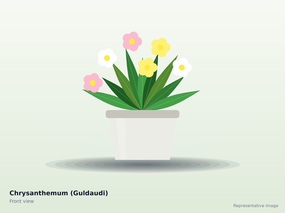 Chrysanthemum (Guldaudi) – front view (representative image)