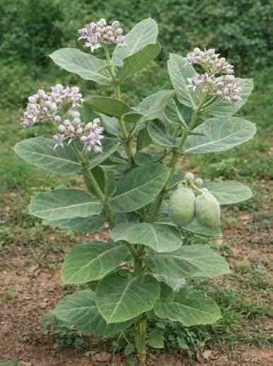 Aak Plant