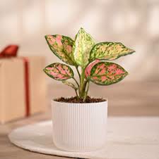 Aglaonema Pink Beauty
