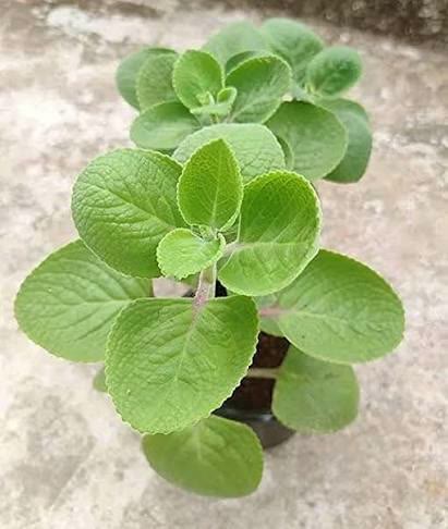Ajwain Plant (Indian Borage)