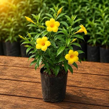 Allamanda (Yellow)